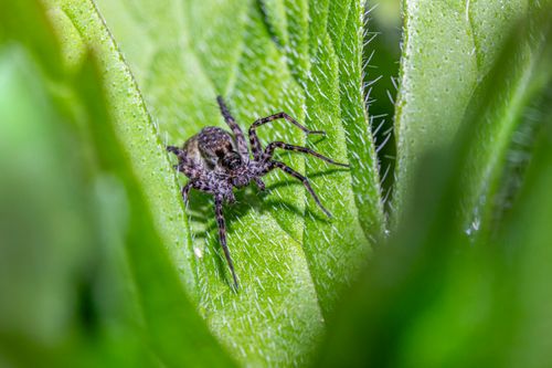 Free Close-up view of a spider perched on vibrant green leaves with dewdrops. Stock Photo