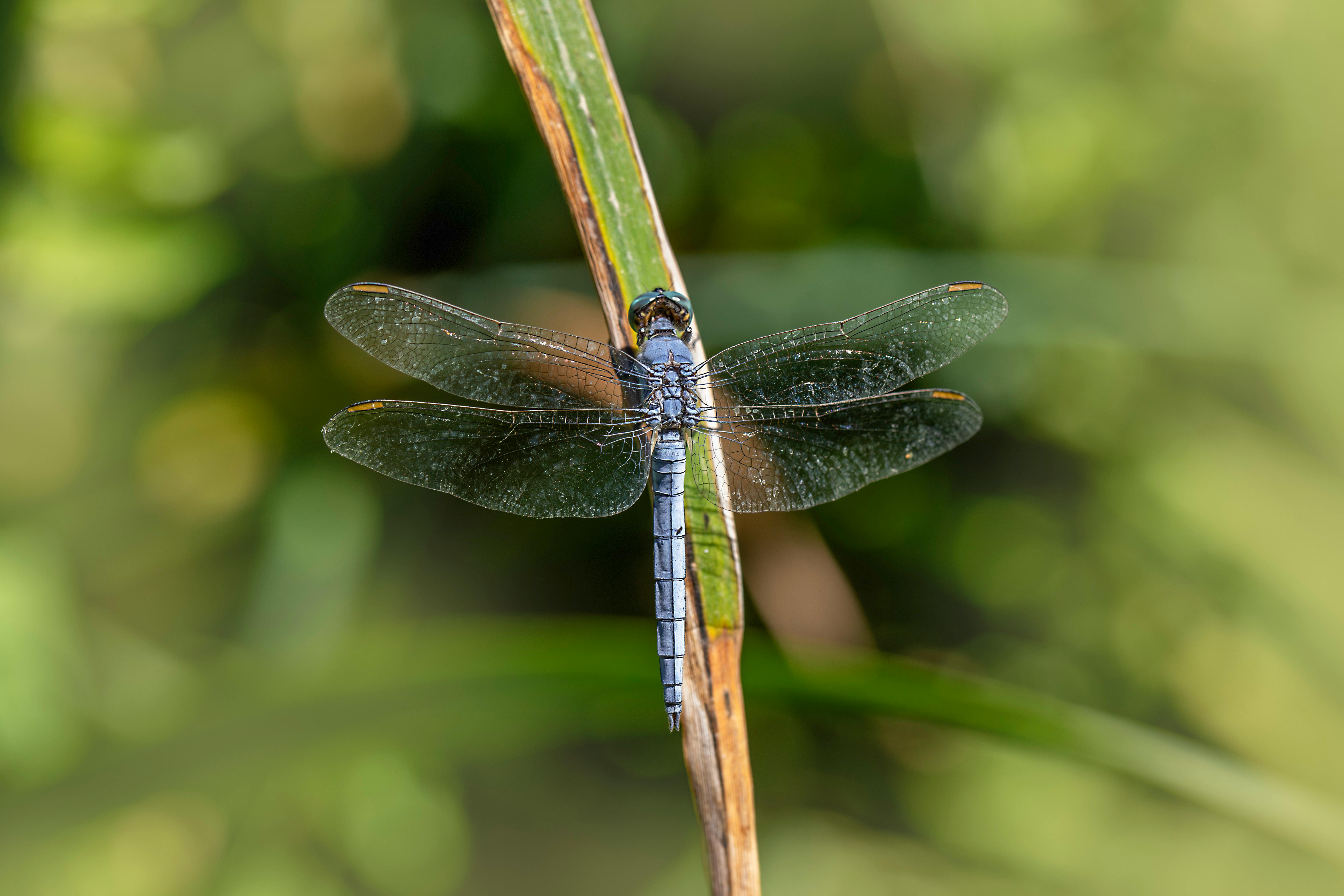 a dragonfly is perched on a stem