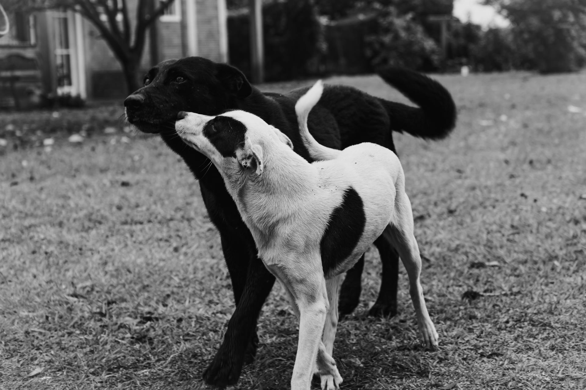 Dogs friendship Black and white