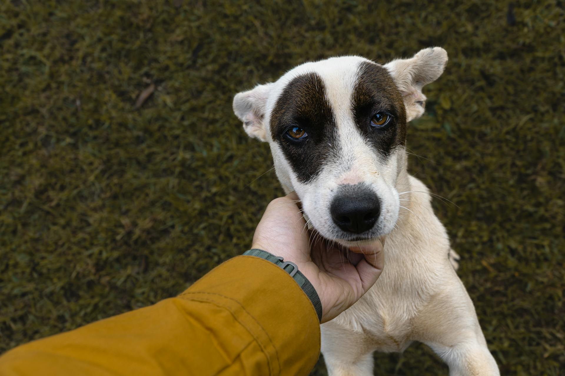 Un bon garçon avec des yeux de chiot