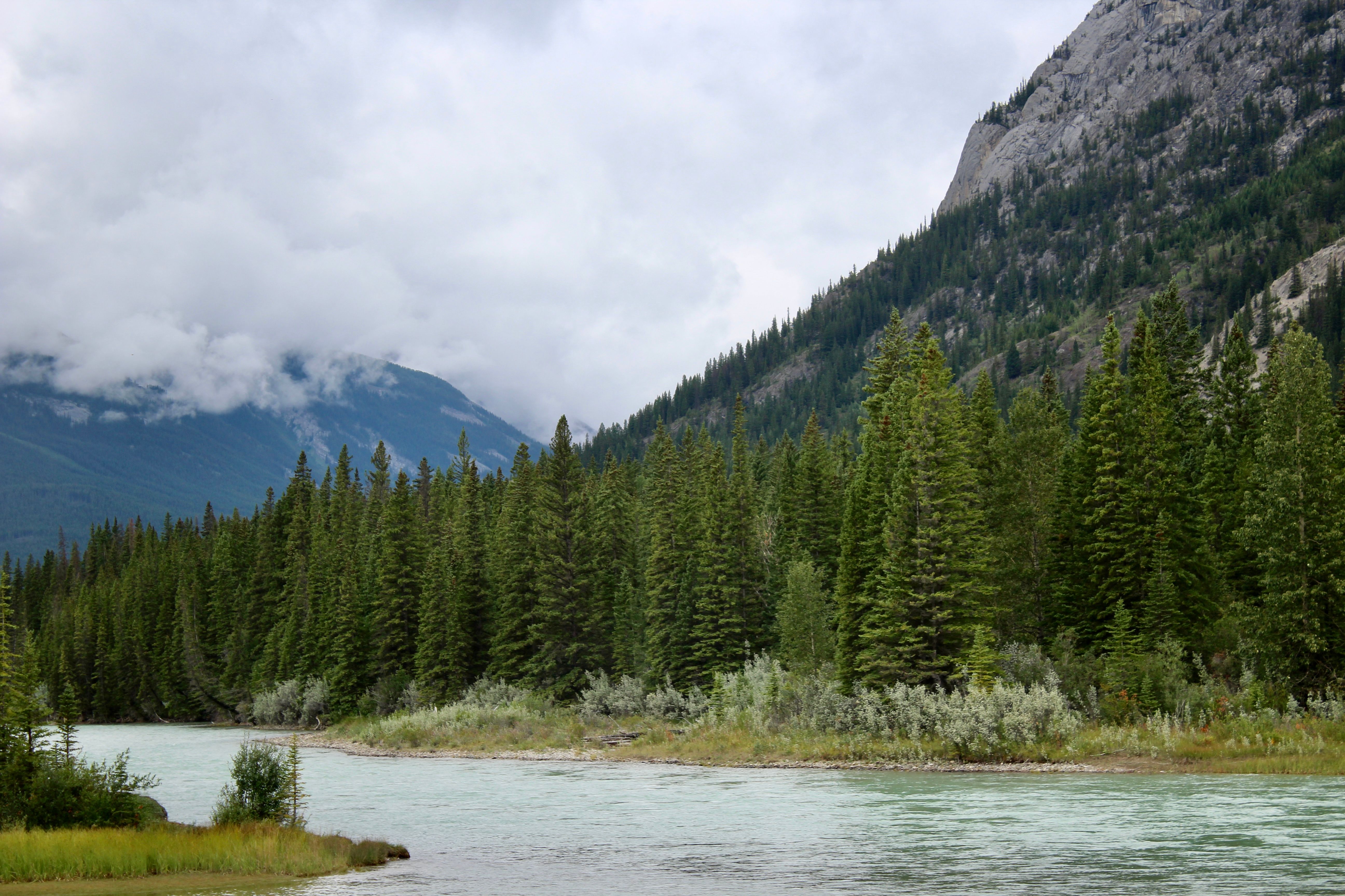 Serene mountain river scene with a lush pine forest and towering mountains under a cloudy sky.