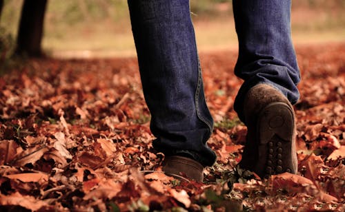 Free stock photo of autumn leaves, beautiful, beautiful landscape