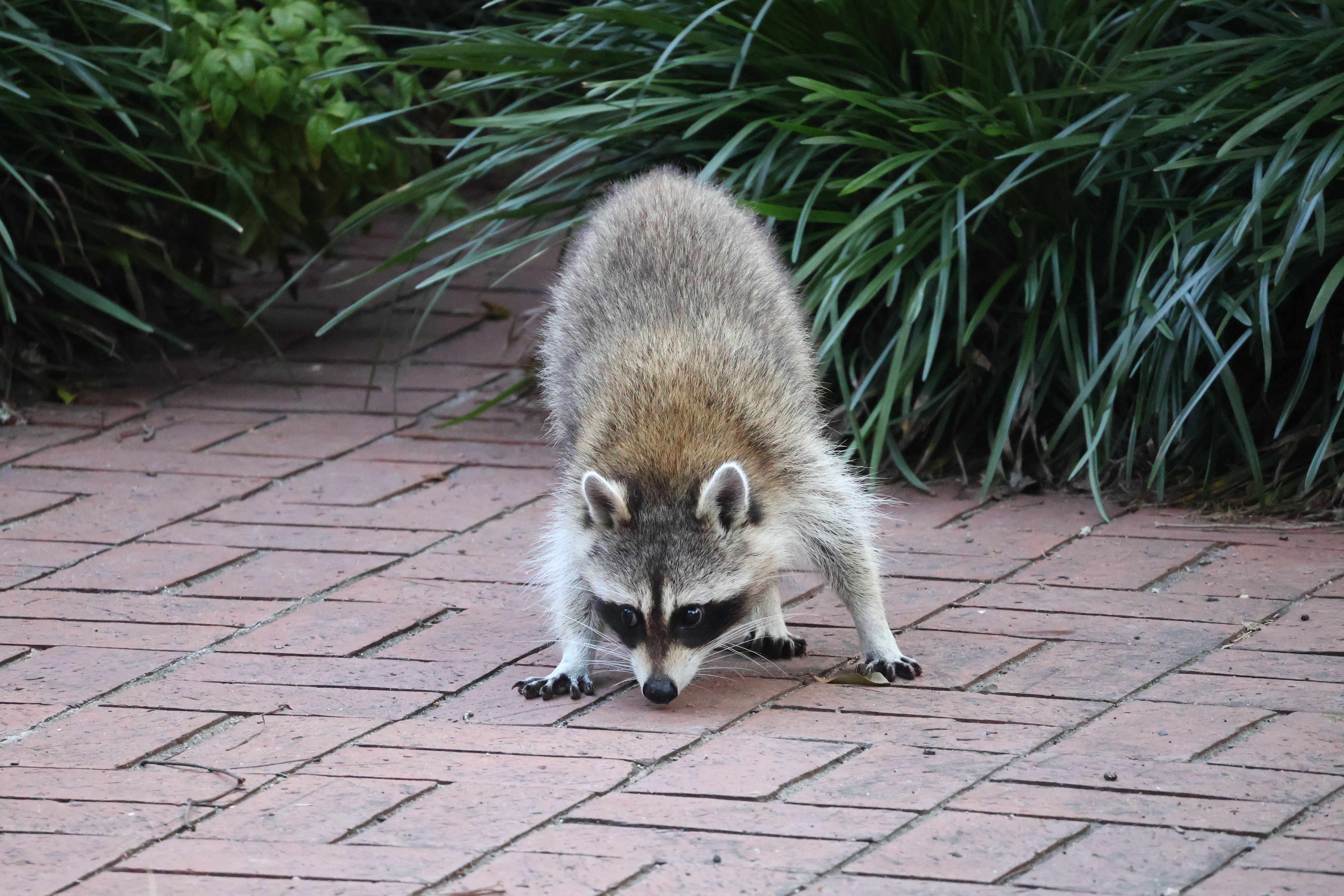 A raccoon is walking on the ground near a brick walkway · Free Stock Photo