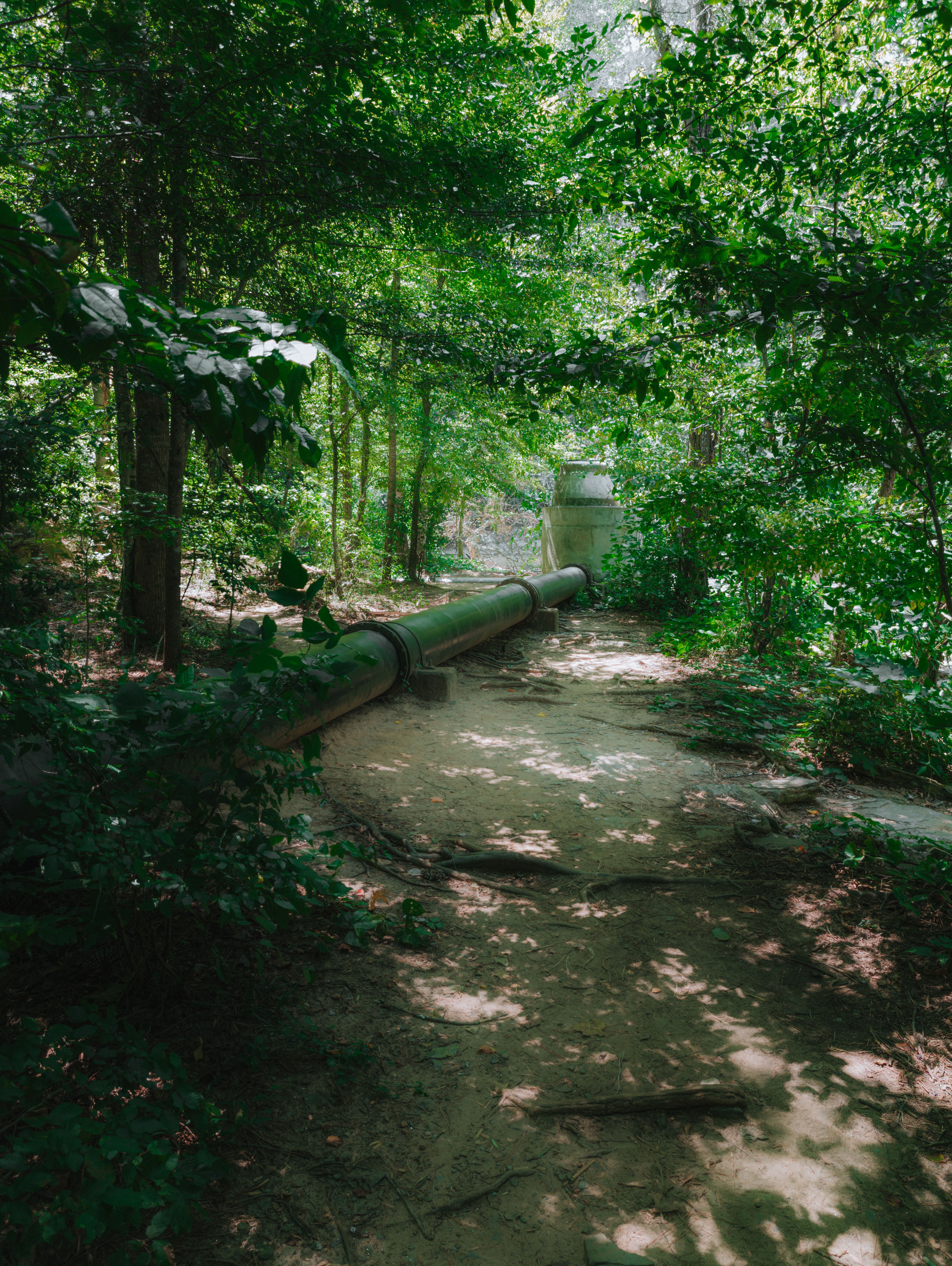 A lush forest trail with an industrial pipeline under dappled sunlight, creating a serene scenic view.