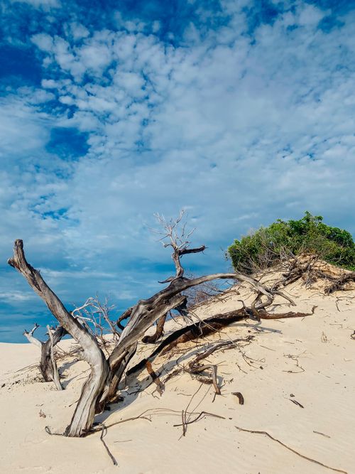 Free Dramatic view of driftwood on sandy dunes under a cloudy blue sky, showcasing arid beauty. Stock Photo