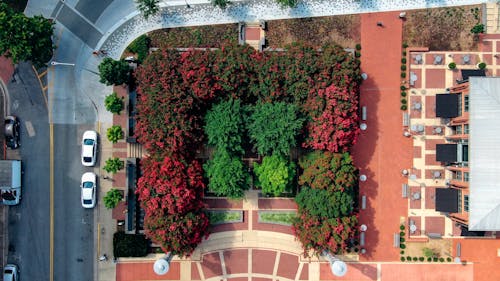 Aerial Photography Of Trees 