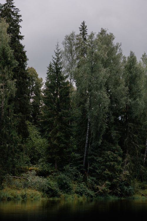Free Peaceful coniferous forest by a tranquil lake under cloudy skies at dawn. Stock Photo