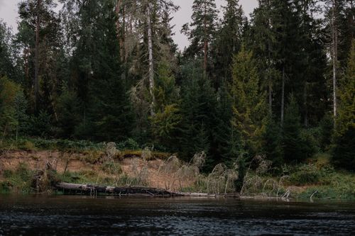 Free Calm forest river scene with evergreen trees and fallen log. Perfect for nature and travel imagery. Stock Photo