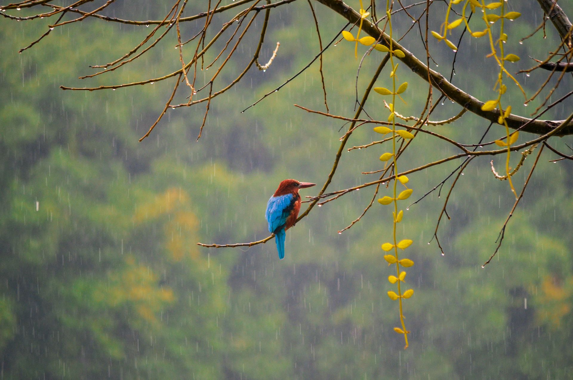 A vibrant kingfisher bird perched on a branch during rain in a serene forest setting.
