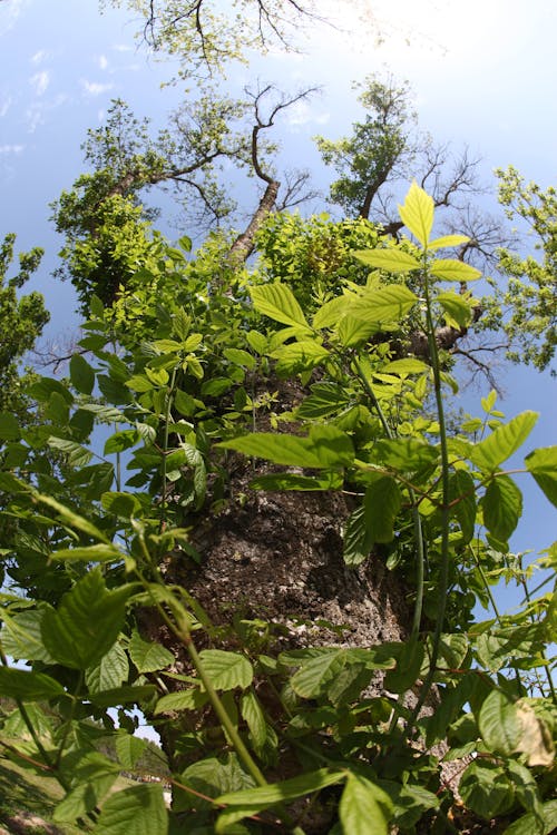 Free stock photo of nature, tree