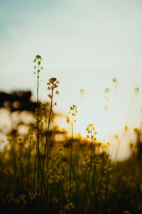 Free Peaceful sunset with yellow flowers in Da Lat, Vietnam, capturing warm tones and rural charm. Stock Photo