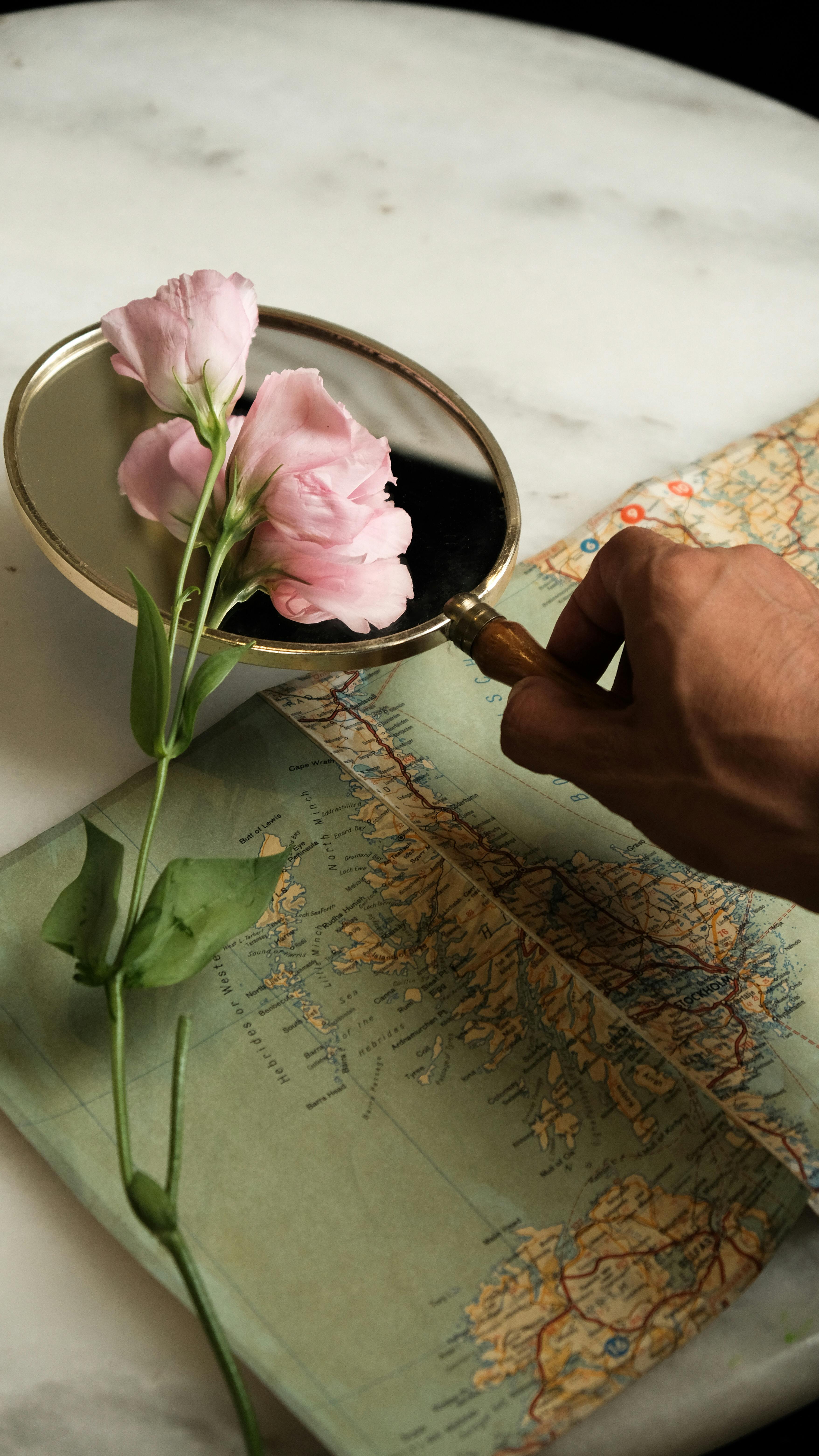 Delicate pink flower reflected in a vintage mirror over a detailed map, perfect for travel or exploration themes.