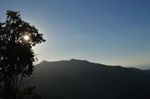 Ingyenes stockfotó csillogó, fa, gyönyörű naplemente témában