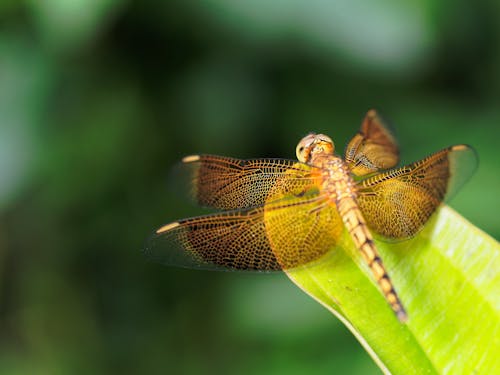 Foto profissional grátis de libélula