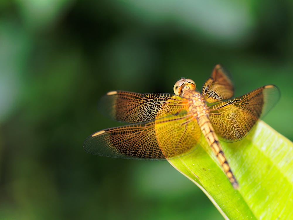 Free stock photo of dragonfly