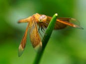 台北，一只金色蜻蜓生机勃勃地栖息在绿叶上，宏观镜头捕捉了这一画面