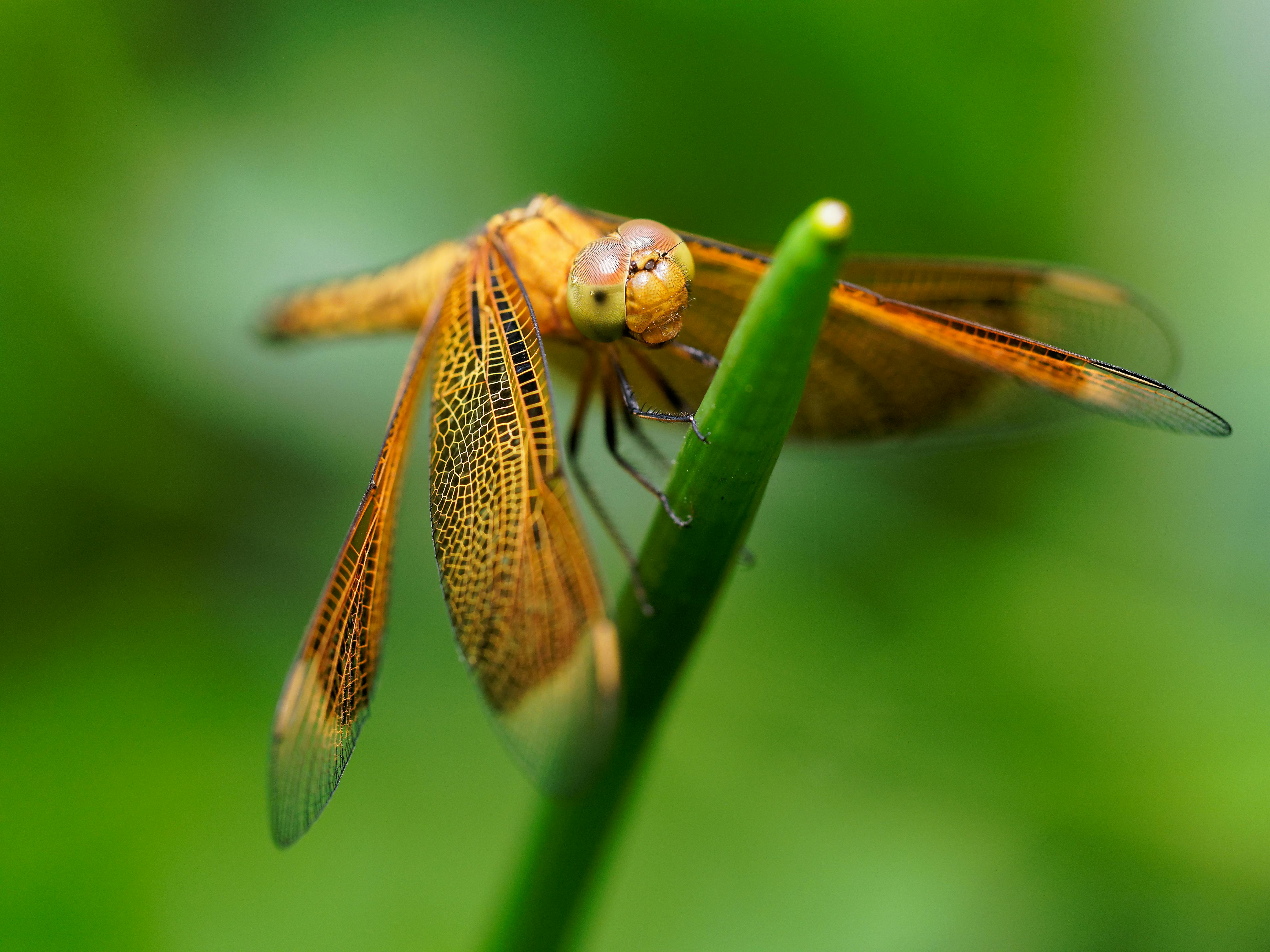 Macro Photography of Orange Dragonfly ?? Free Stock Photo