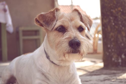 Free Close-up portrait of a Jack Russell Terrier relaxing outdoors in Belgrade, Serbia. Stock Photo
