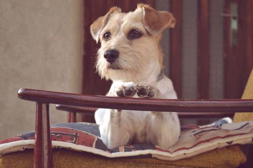 Free An adorable Jack Russell Terrier poses cutely on a chair indoors, demonstrating a relaxed and playful demeanor. Stock Photo