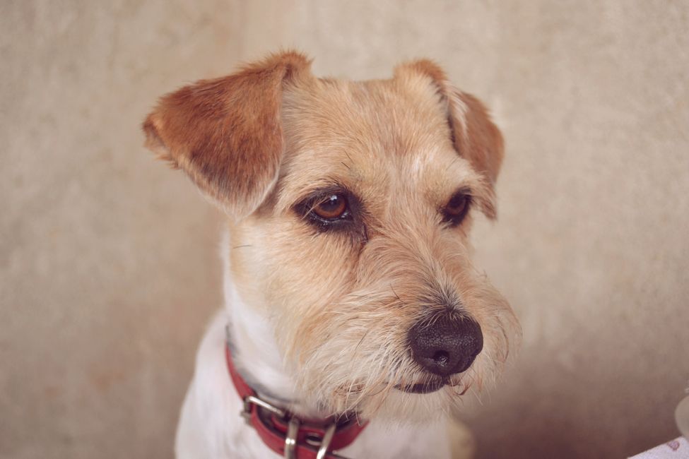 How to Understand That Your Pet is Experiencing Stress: Signs of Anxiety in Dogs and Tips for Adaptation