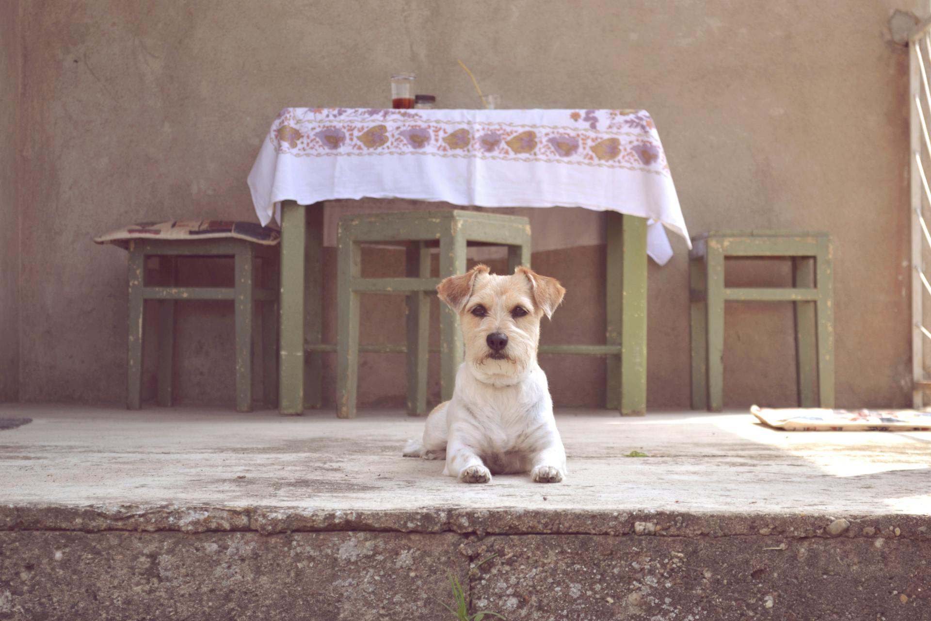 Une photo de stock gratuite d'un animal, d'un beau chien ou d'un chien