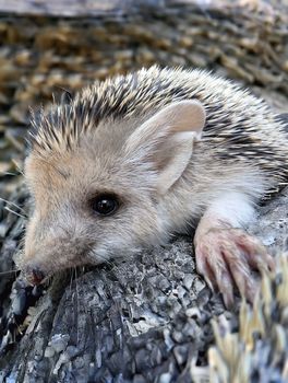 hedgehog photo