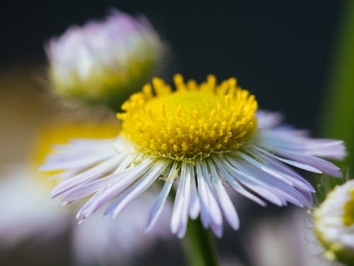 Foto profissional grátis de flor