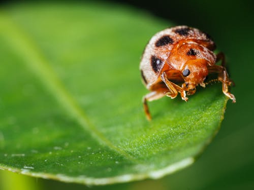 Fotografía Macro De Escarabajo