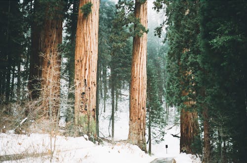 Ingyenes stockfotó erdő, fák, hó témában