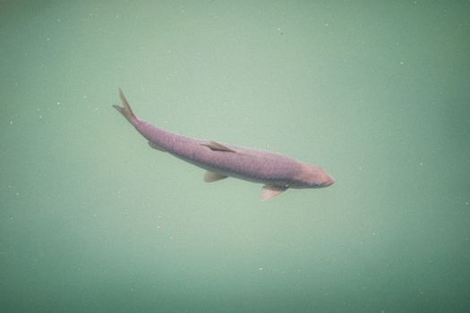A serene underwater view of a swimming fish in clear waters.