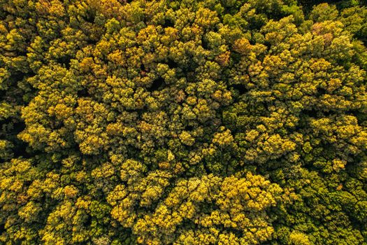 Captivating aerial view of lush forest canopy in late summer, showcasing vibrant foliage in Maglenča, Croatia.