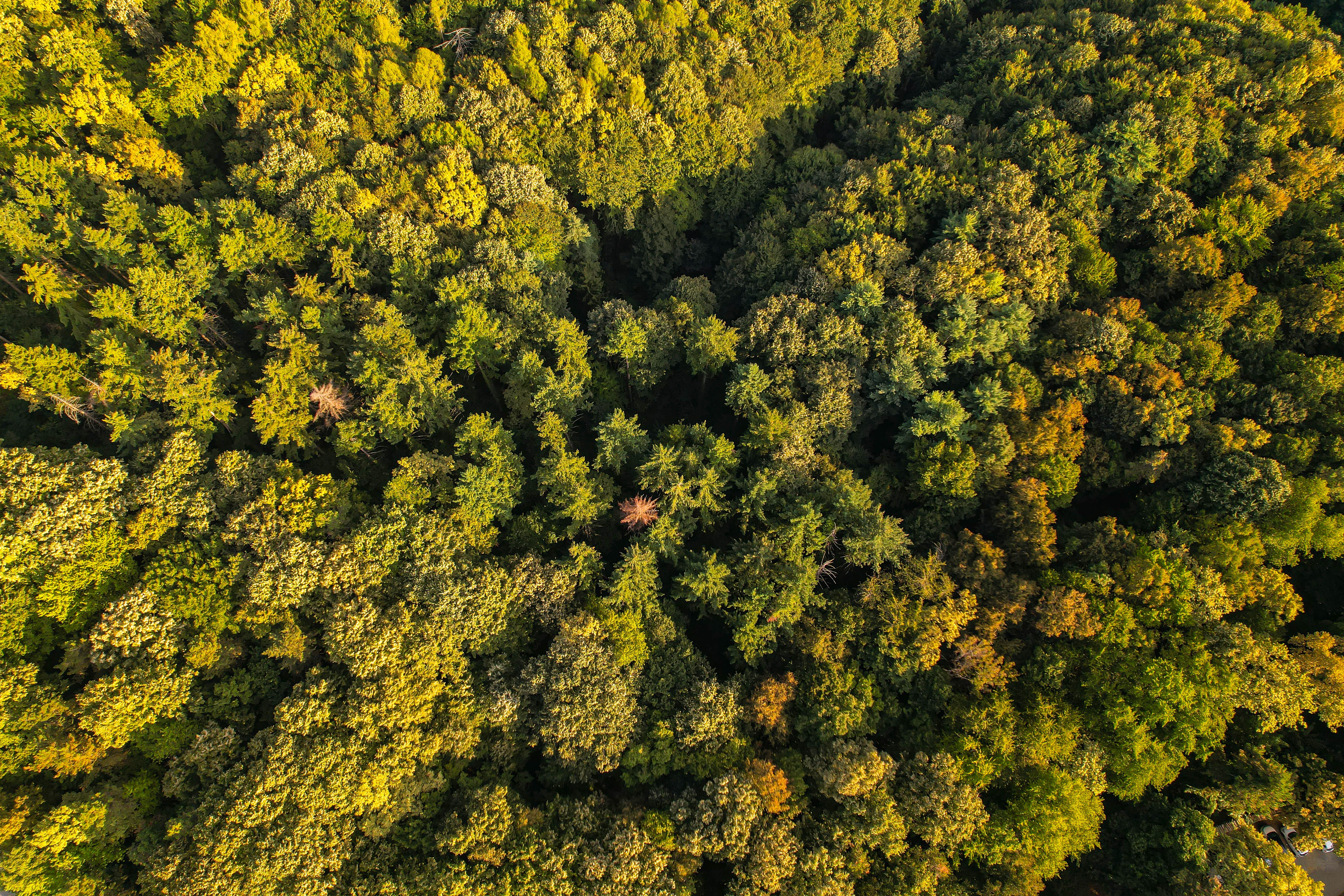 Waldpanorama mit dichtem Baumkronendach