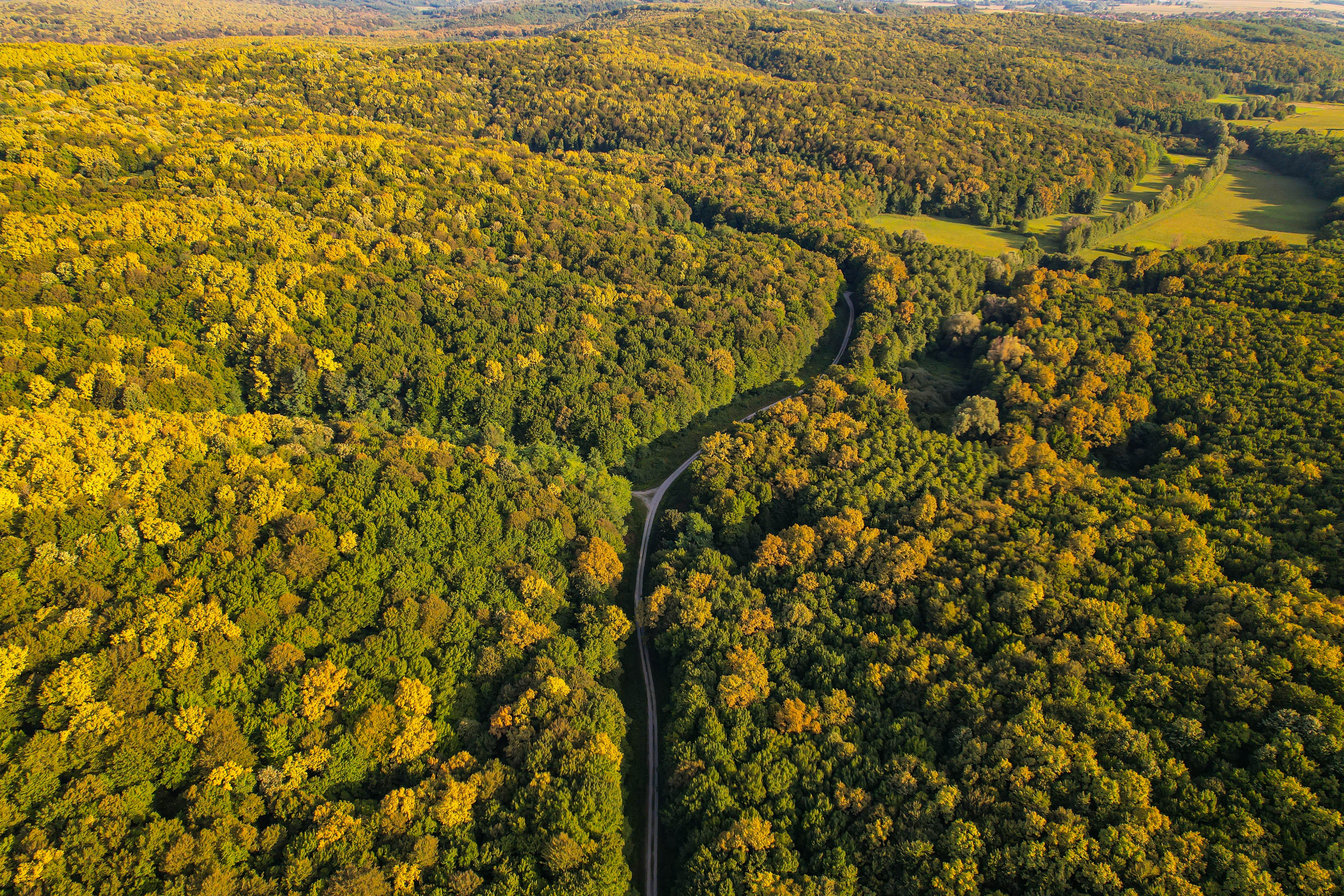 Aerial view of the forest in autumn · Free Stock Photo