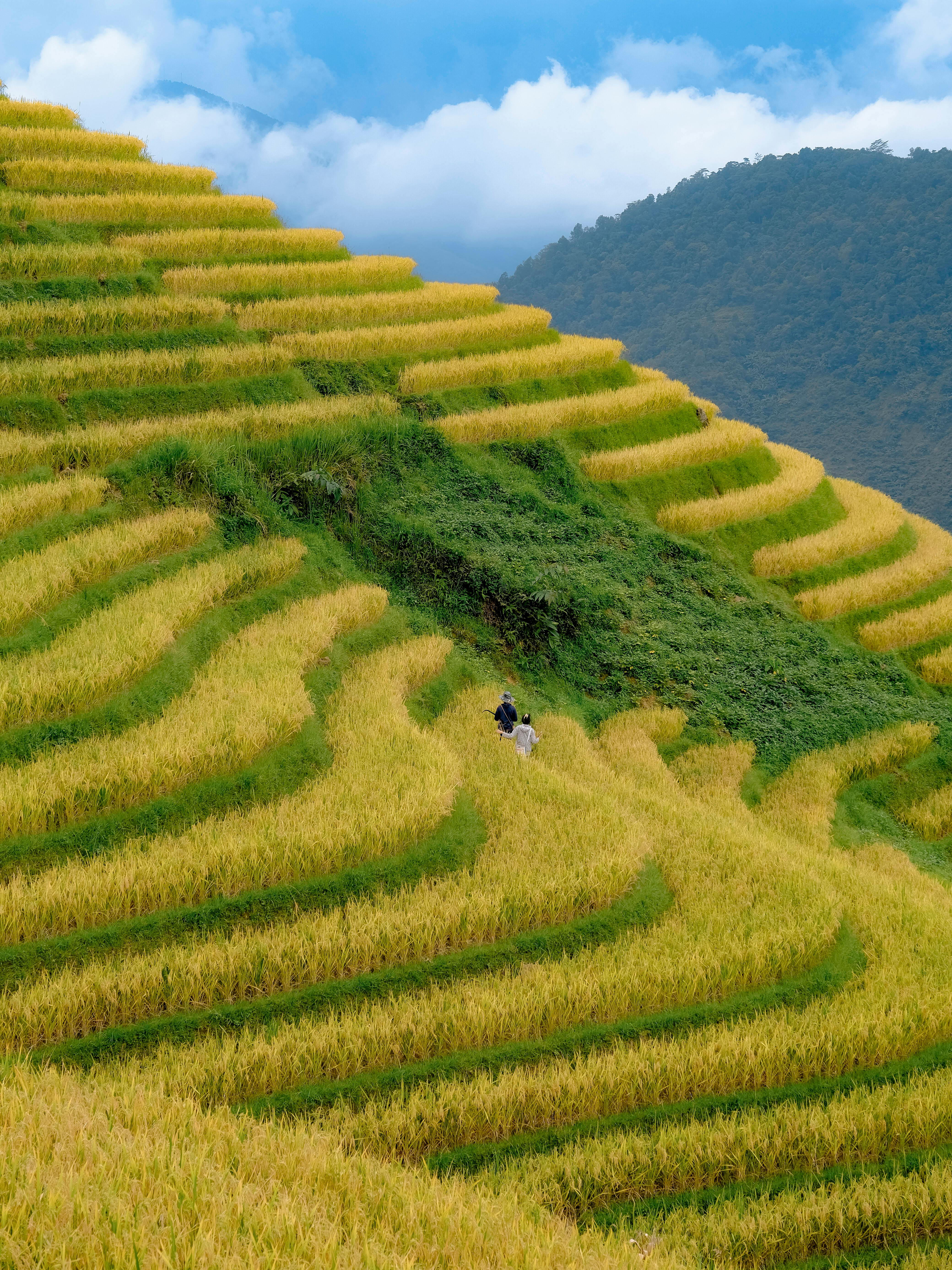 Scenic view of terraced rice fields in a mountainous rural setting with lush vegetation.