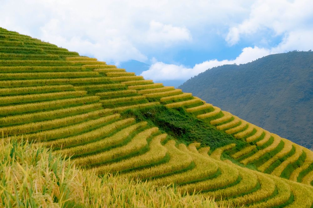 Arrozales en terrazas doradas de Mu Cang Chai, norte de Vietnam