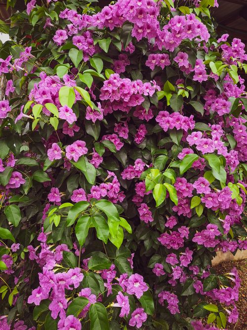Free Jardín de flores rosadas Stock Photo
