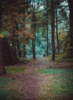 秋意盎然，您可以在青翠的林间小径安静漫步