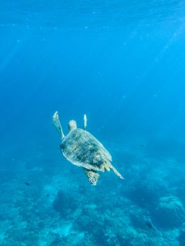 A solitary sea turtle gracefully swims over a vibrant coral reef in West Nusa Tenggara, Indonesia.