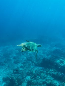 A sea turtle gracefully swims over a coral reef in clear blue ocean waters.