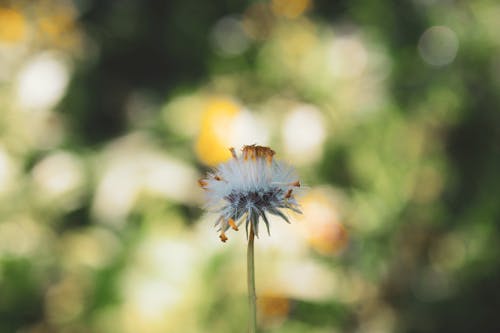 Immagine gratuita di fiore fragile, primi fiori, verde