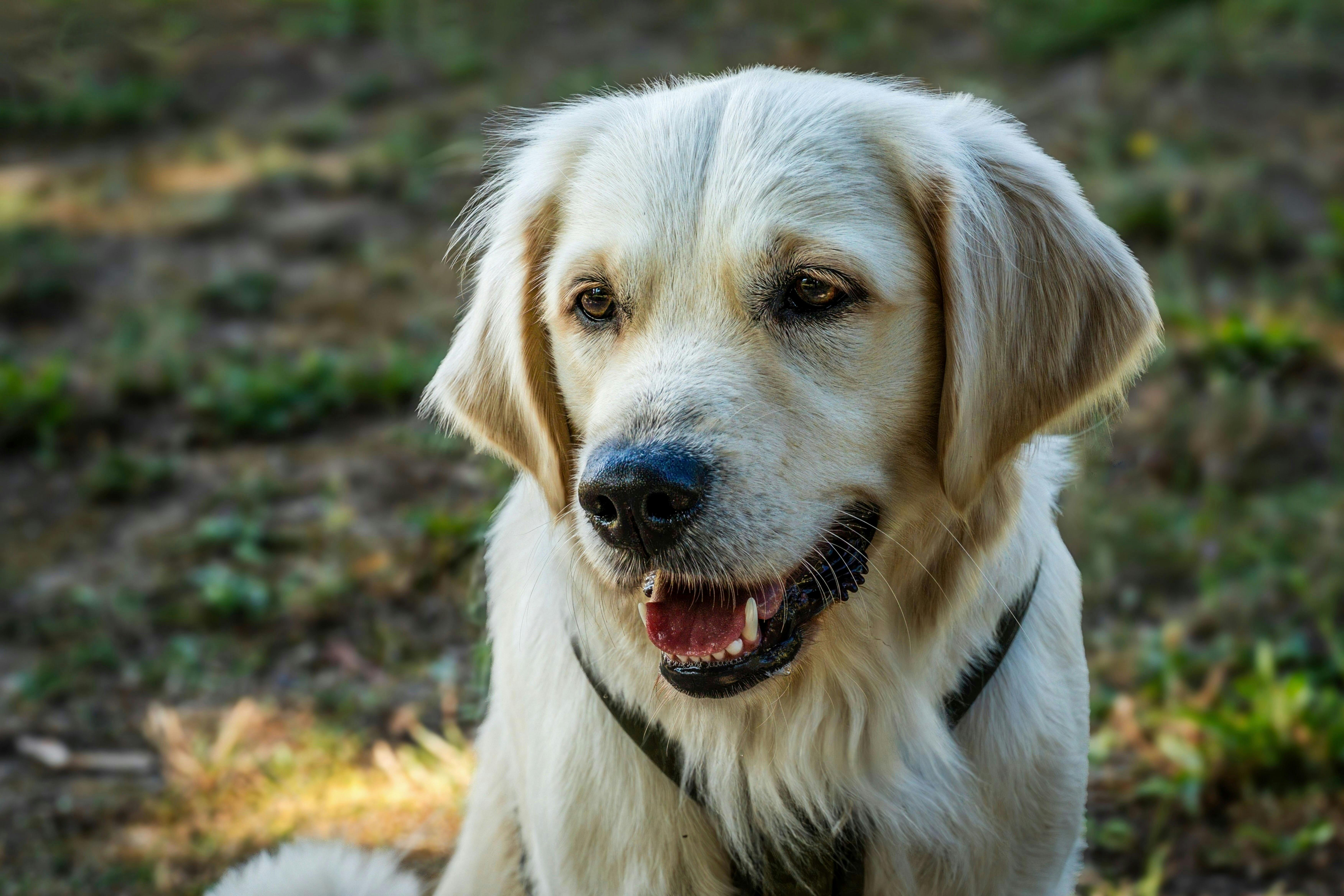 Watch This Golden Retriever Reject Compliments After Grooming, Like a Humble King - AOL.com — Photo by Gundula Vogel on Pexel