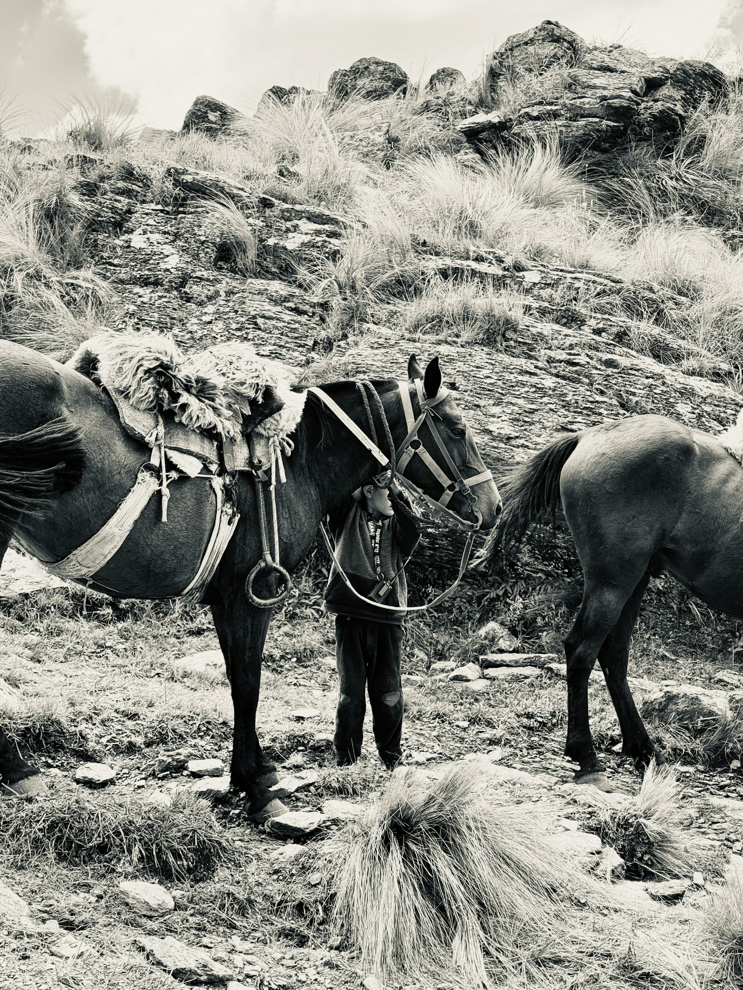 Black and white image of saddled horses standing on rocky terrain in San Luis, Argentina.