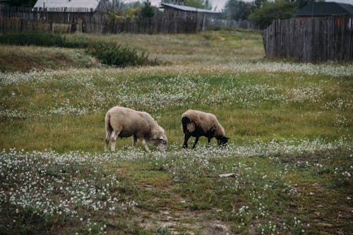 Zdjęcie Dwie Owce Jedzenia Trawy