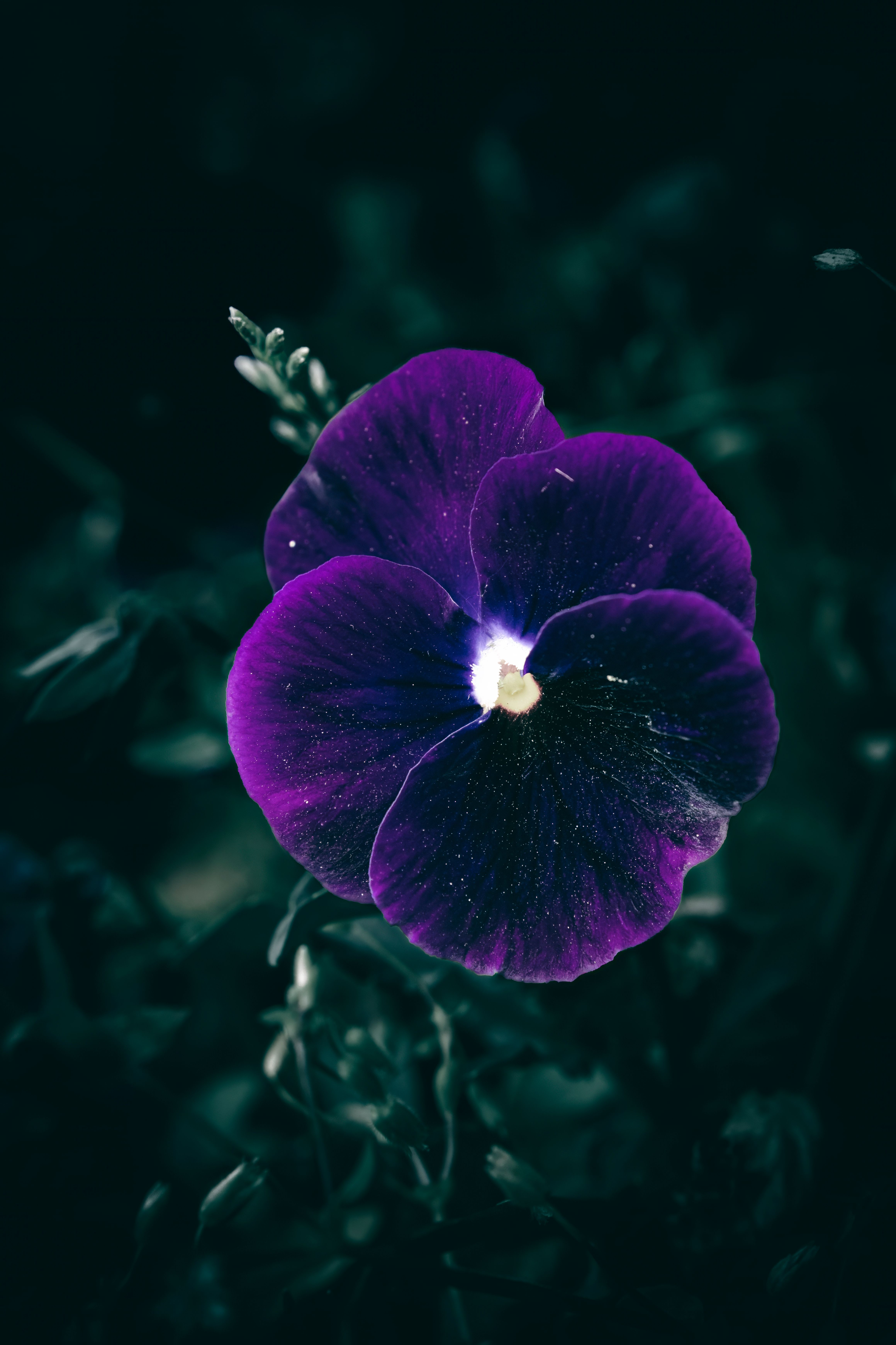 Close-up of a vibrant purple pansy flower in bloom, showcasing delicate petals and vivid colors.