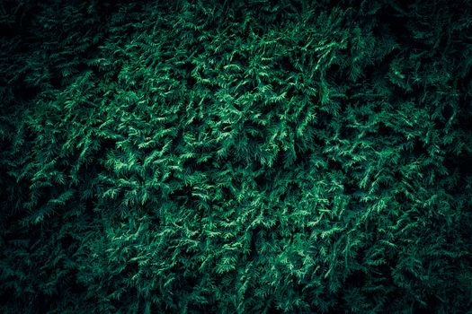 Close-up of lush green evergreen cedar branches creating a natural textured pattern.