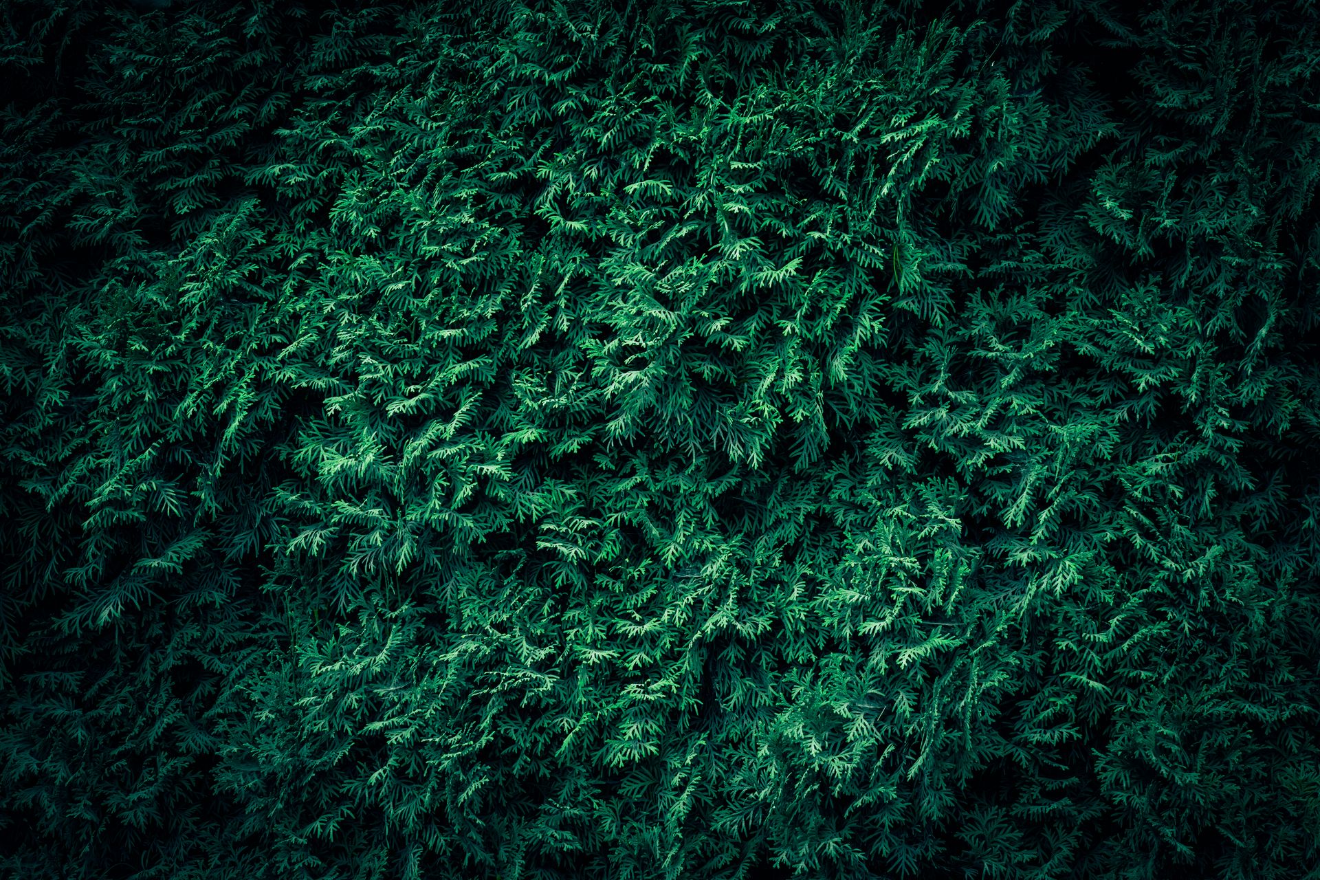 A close up of White Cedar Thuja branches texture pattern