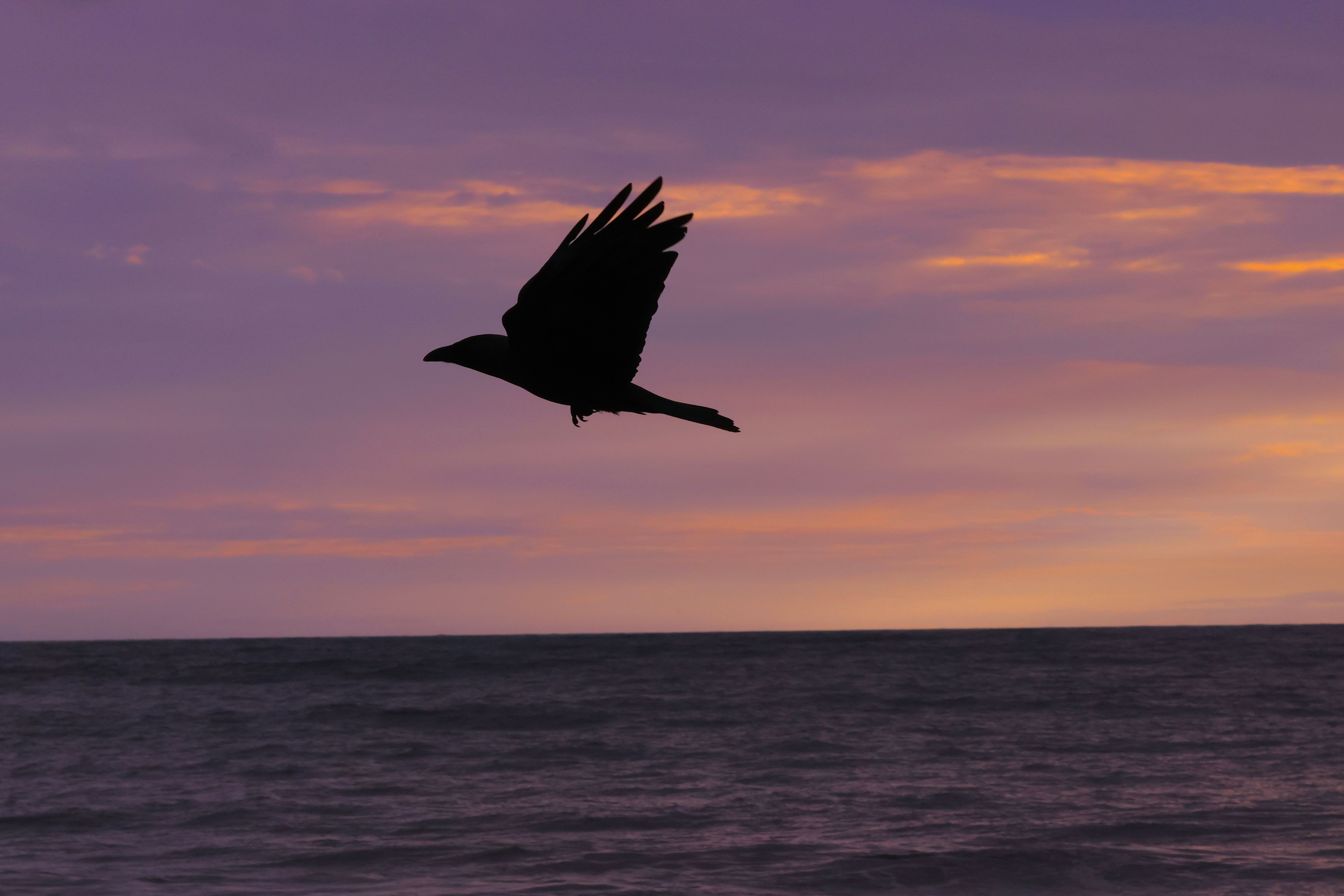 A silhouetted bird gracefully soars over an ocean during a vibrant sunset.
