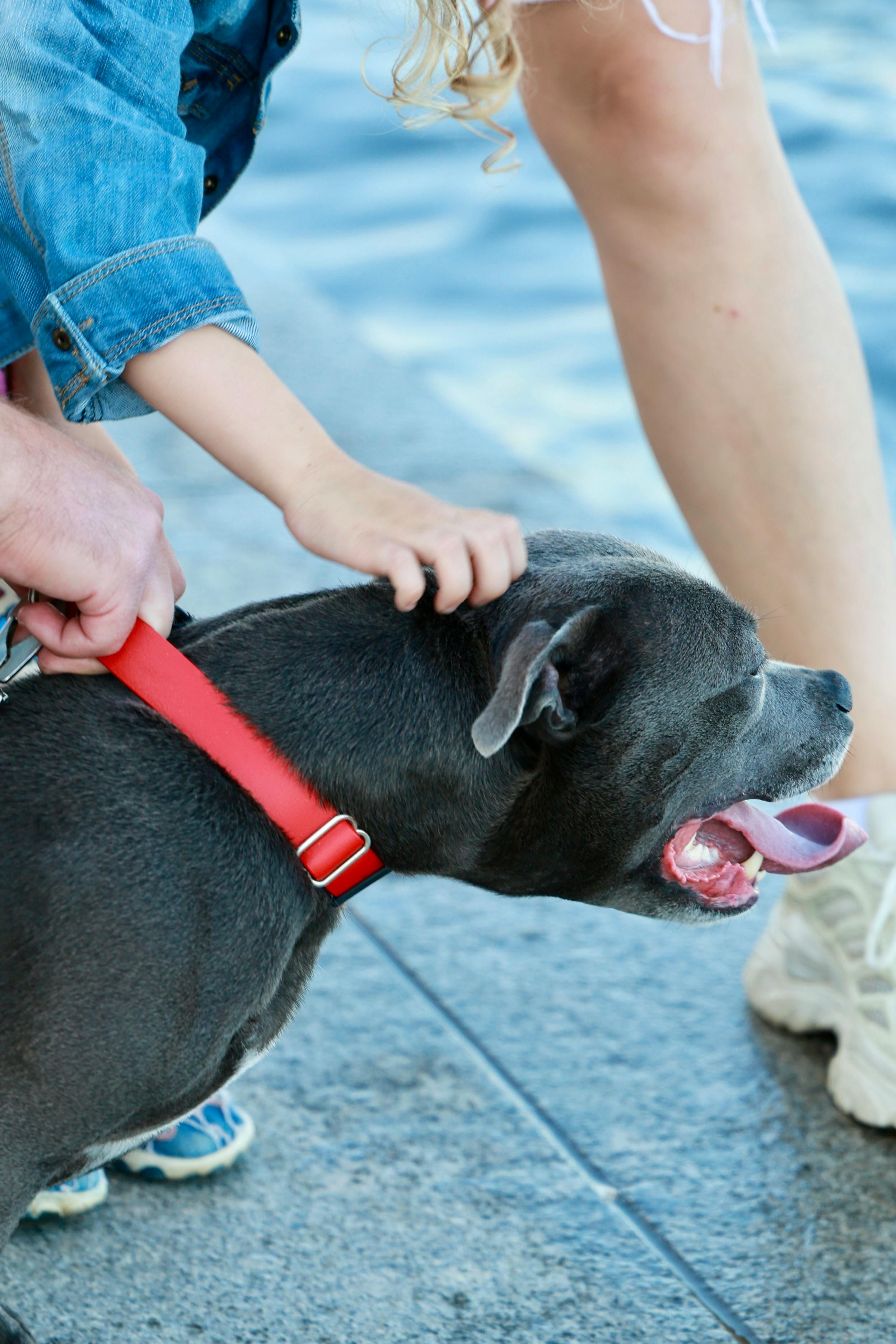 A woman is petting a dog with a red collar