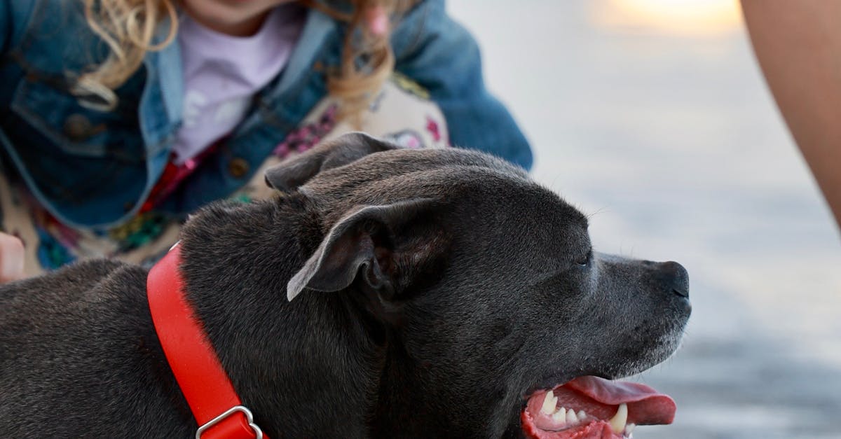 A little girl petting a dog on the ground