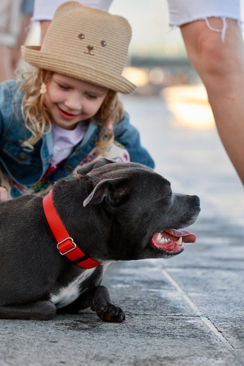 Free A young girl plays with a happy dog outdoors in the summer, capturing the essence of friendship and fun. Stock Photo